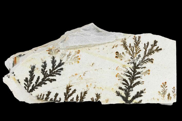 Slab Of Dendrites On Limestone - Utah #114429